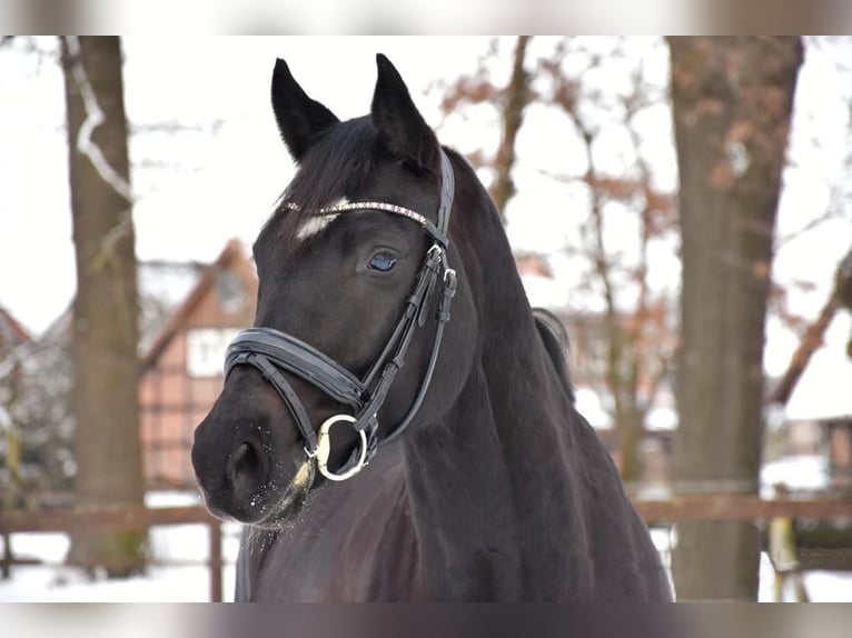 Hannoveraner Wallach 10 Jahre 165 cm Rappe in Steyerberg
