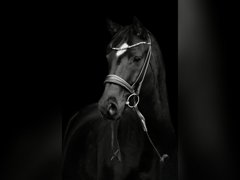 Hannoveraner Wallach 10 Jahre 165 cm Rappe in Steyerberg