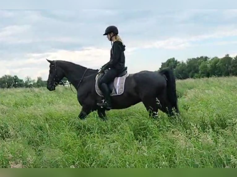 Hannoveraner Wallach 10 Jahre 165 cm Rappe in Mülheim an der Ruhr