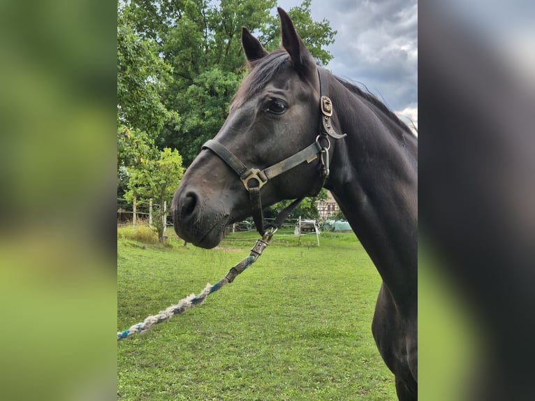 Hannoveraner Wallach 10 Jahre 165 cm Rappe in Schrecksbach