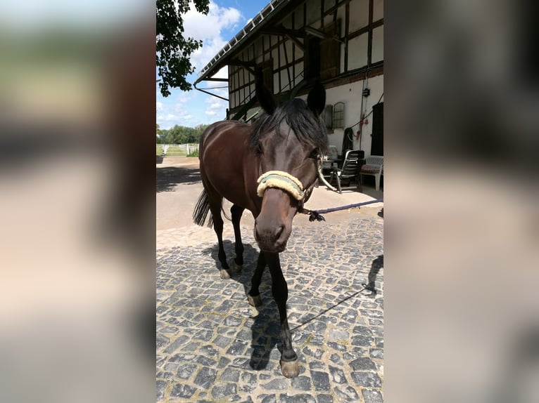 Hannoveraner Wallach 10 Jahre 165 cm Rappe in Schrecksbach