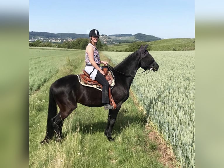 Hannoveraner Wallach 10 Jahre 165 cm Rappe in Weinsberg