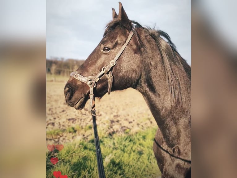 Hannoveraner Wallach 10 Jahre 165 cm Rappe in Weinsberg