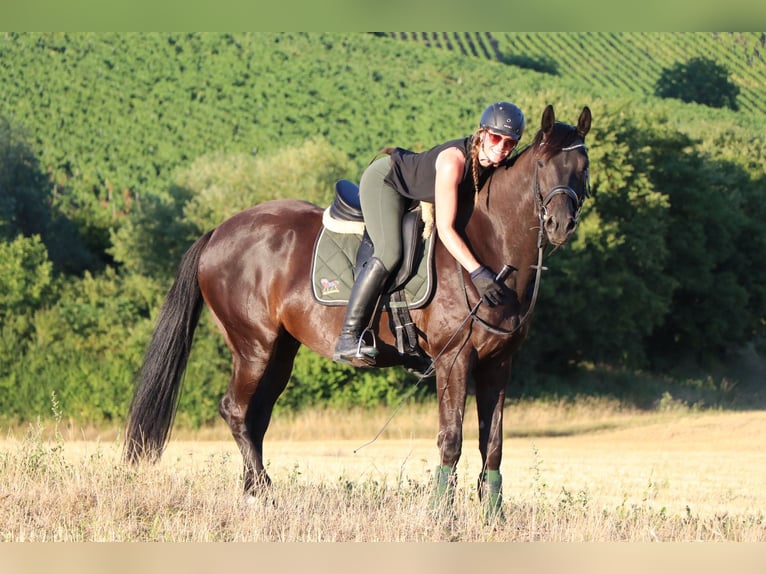 Hannoveraner Wallach 10 Jahre 165 cm Rappe in Weinsberg