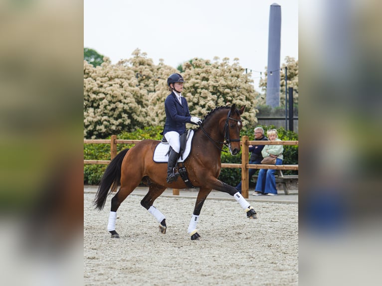 Hannoveraner Wallach 10 Jahre 165 cm Rotbrauner in Schijndel