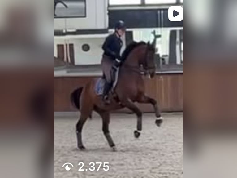 Hannoveraner Wallach 10 Jahre 165 cm Rotbrauner in Schijndel