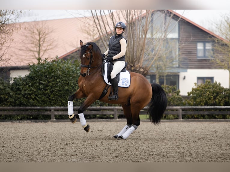 Hannoveraner Wallach 10 Jahre 165 cm Rotbrauner in Schijndel