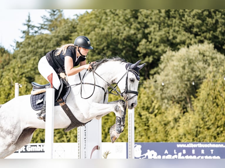 Hannoveraner Wallach 10 Jahre 165 cm Schimmel in Irrel