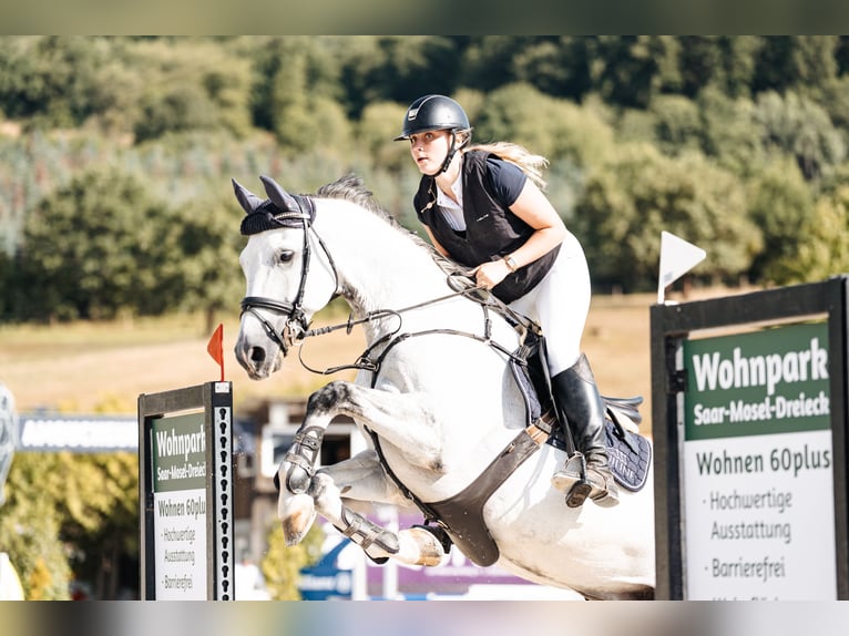 Hannoveraner Wallach 10 Jahre 165 cm Schimmel in Irrel