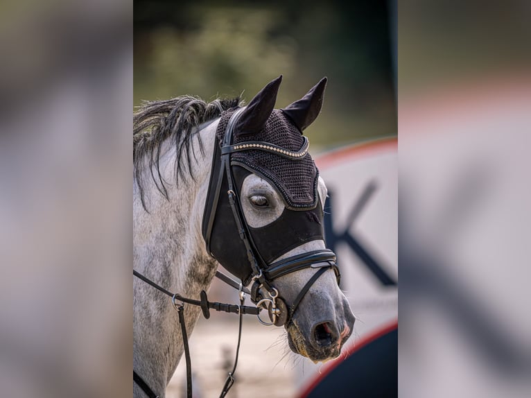 Hannoveraner Wallach 10 Jahre 165 cm Schimmel in Irrel