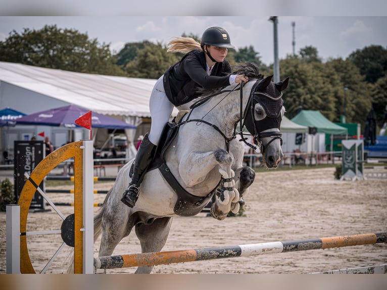 Hannoveraner Wallach 10 Jahre 165 cm Schimmel in Irrel