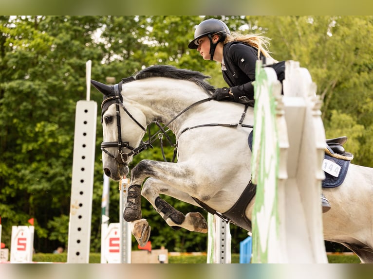 Hannoveraner Wallach 10 Jahre 165 cm Schimmel in Irrel