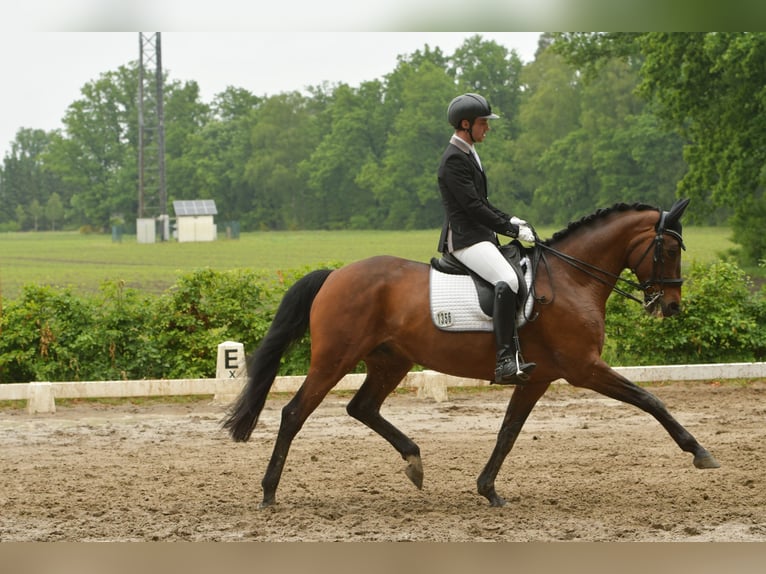 Hannoveraner Wallach 10 Jahre 166 cm Brauner in Holle