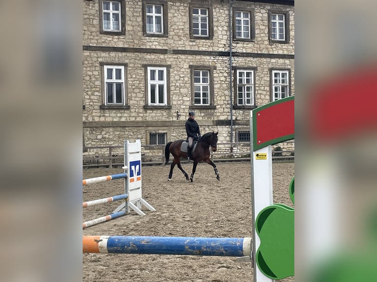 Hannoveraner Wallach 10 Jahre 166 cm Brauner in Holle