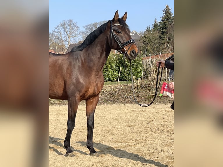 Hannoveraner Wallach 10 Jahre 166 cm Brauner in Holle