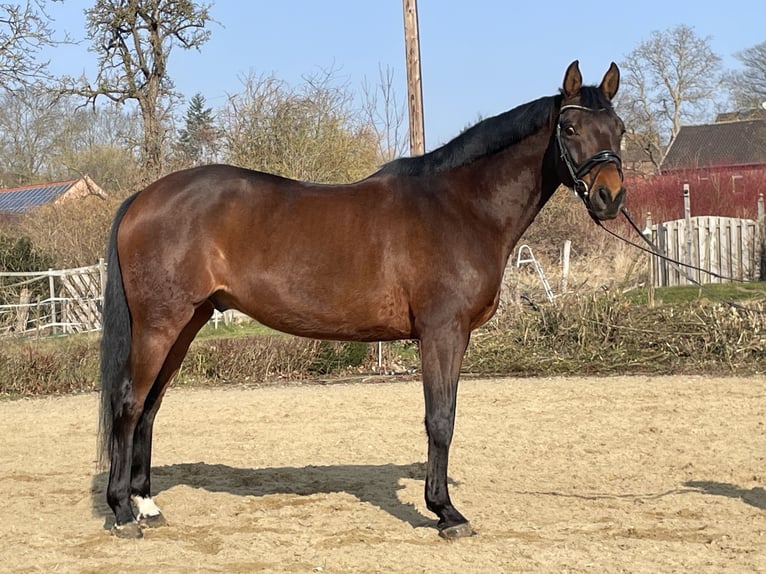 Hannoveraner Wallach 10 Jahre 166 cm Brauner in Holle