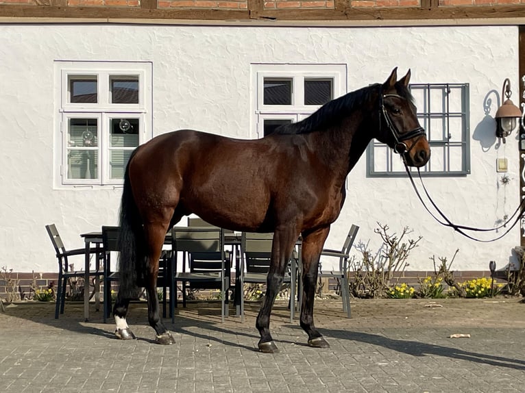 Hannoveraner Wallach 10 Jahre 166 cm Brauner in Holle