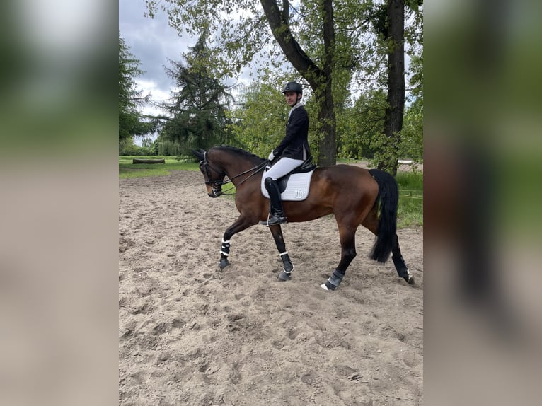 Hannoveraner Wallach 10 Jahre 166 cm Brauner in Holle
