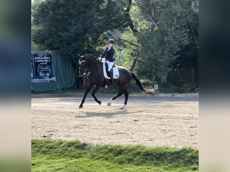 Hannoveraner Wallach 10 Jahre 166 cm Rappe in Mainz