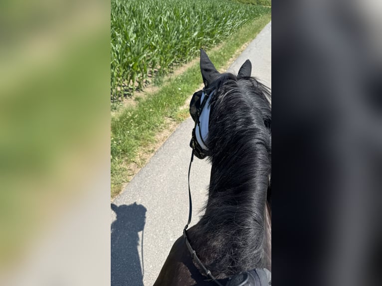 Hannoveraner Wallach 10 Jahre 166 cm Rappe in Mainz