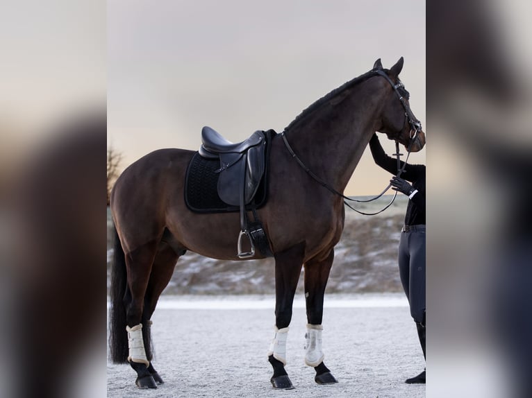 Hannoveraner Wallach 10 Jahre 167 cm Brauner in Großlangheim