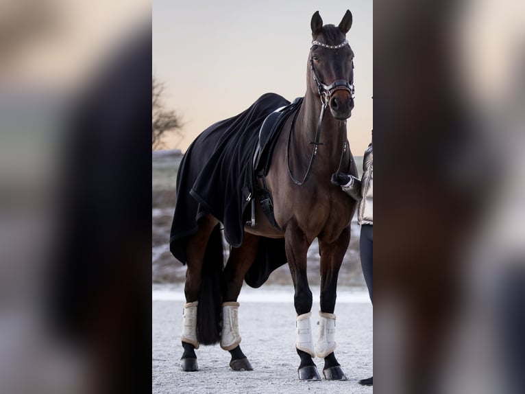 Hannoveraner Wallach 10 Jahre 167 cm Brauner in Großlangheim