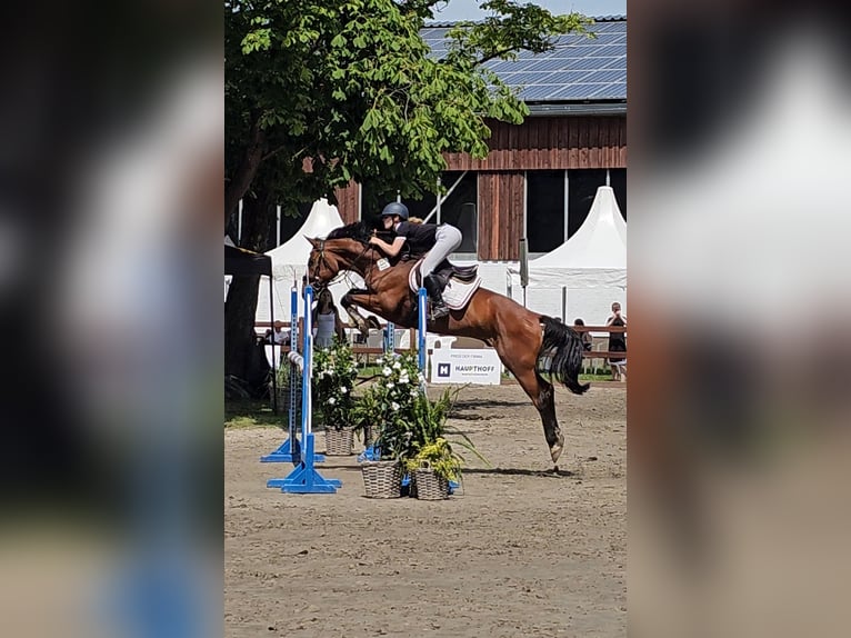 Hannoveraner Wallach 10 Jahre 167 cm Brauner in Krumstedt