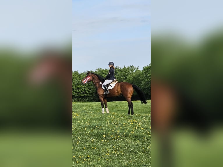 Hannoveraner Wallach 10 Jahre 167 cm Brauner in Krumstedt