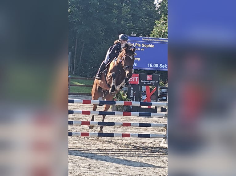 Hannoveraner Wallach 10 Jahre 167 cm Brauner in Krumstedt