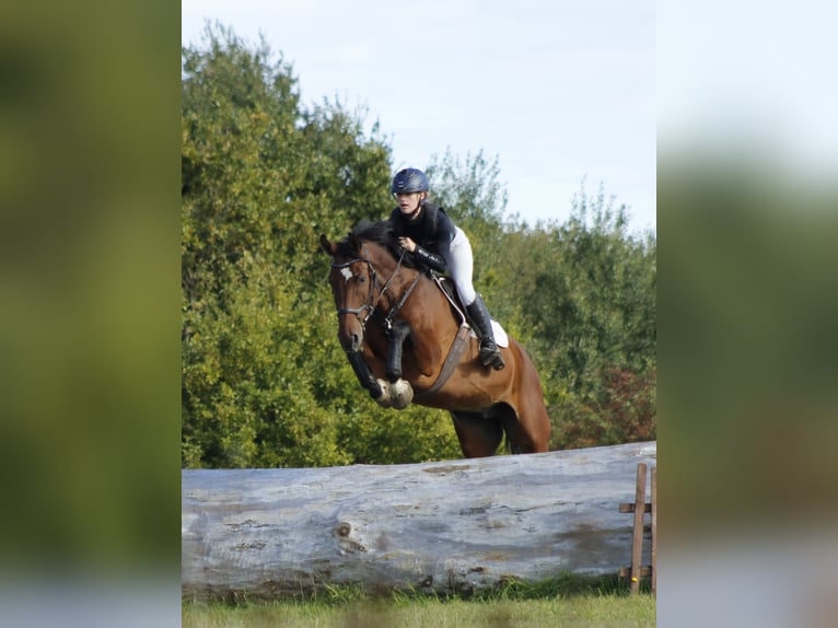 Hannoveraner Wallach 10 Jahre 167 cm Brauner in Krumstedt