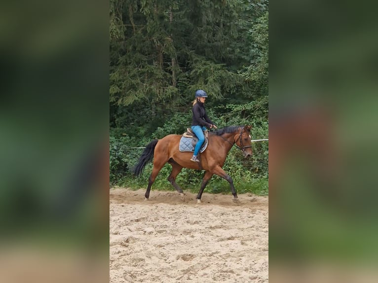 Hannoveraner Wallach 10 Jahre 167 cm Brauner in Krumstedt