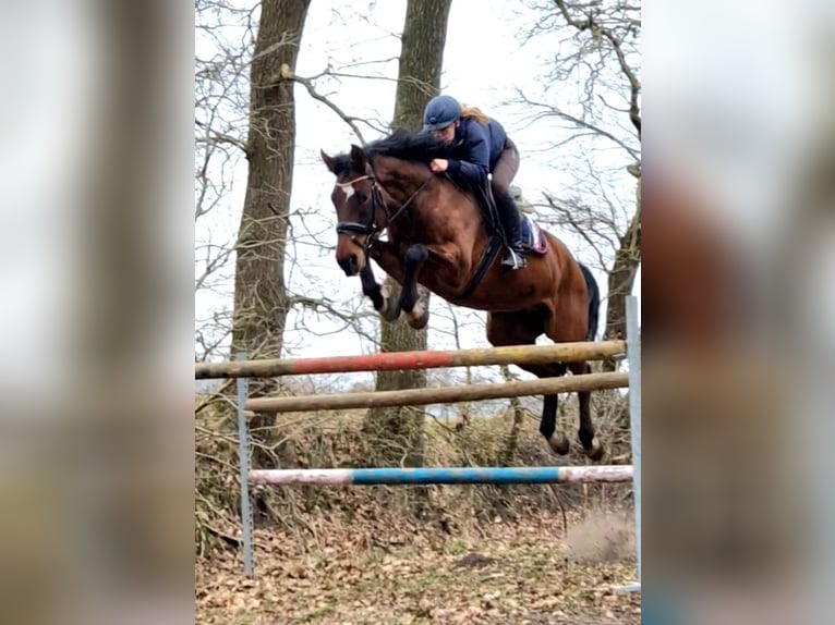Hannoveraner Wallach 10 Jahre 167 cm Brauner in Krumstedt