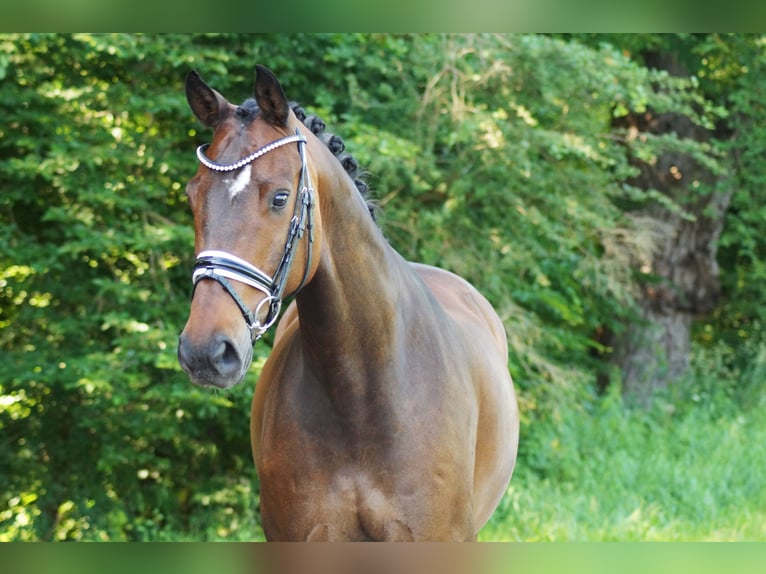 Hannoveraner Wallach 10 Jahre 167 cm Dunkelbrauner in Gleichen