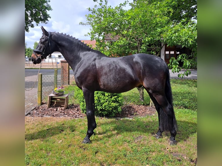 Hannoveraner Wallach 10 Jahre 167 cm Dunkelbrauner in Loxstedt