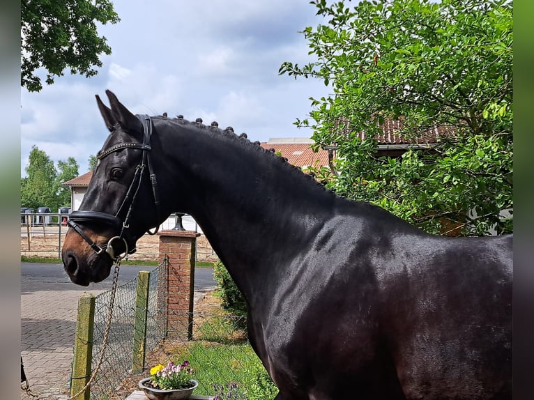 Hannoveraner Wallach 10 Jahre 167 cm Dunkelbrauner in Loxstedt
