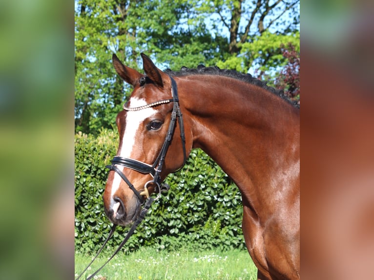 Hannoveraner Wallach 10 Jahre 168 cm Brauner in Selsingen