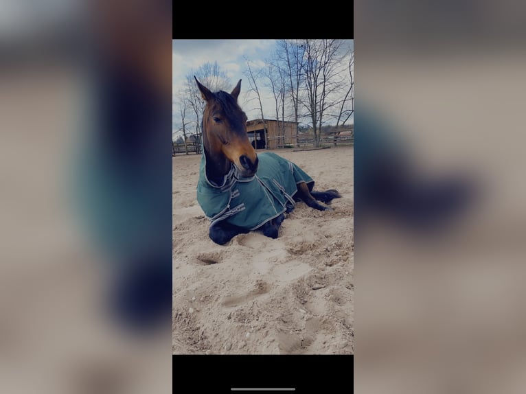 Hannoveraner Wallach 10 Jahre 168 cm Dunkelbrauner in Reilingen