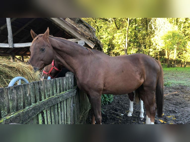 Hannoveraner Wallach 10 Jahre 168 cm Dunkelfuchs in Erd&#x151;b&#xE9;nye