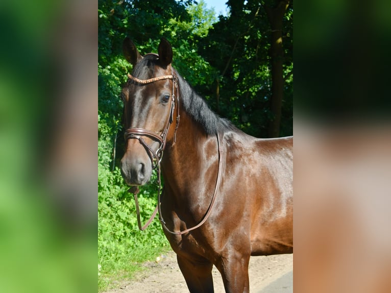 Hannoveraner Wallach 10 Jahre 169 cm Dunkelbrauner in Bremervörde