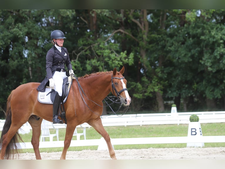 Hannoveraner Wallach 10 Jahre 169 cm Fuchs in Schwanewede