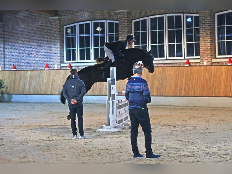 Hannoveraner Wallach 10 Jahre 169 cm Rappe in Hamburg Hummelsbüttel