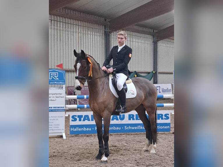 Hannoveraner Wallach 10 Jahre 170 cm Brauner in Weener