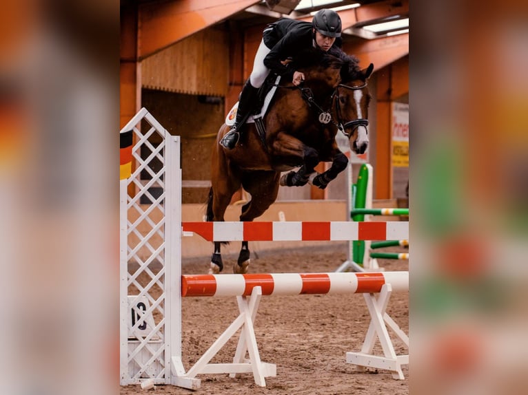 Hannoveraner Wallach 10 Jahre 170 cm Brauner in Weener