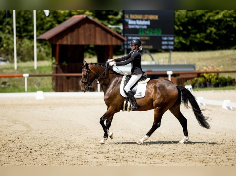Hannoveraner Wallach 10 Jahre 170 cm Dunkelbrauner in Lomec