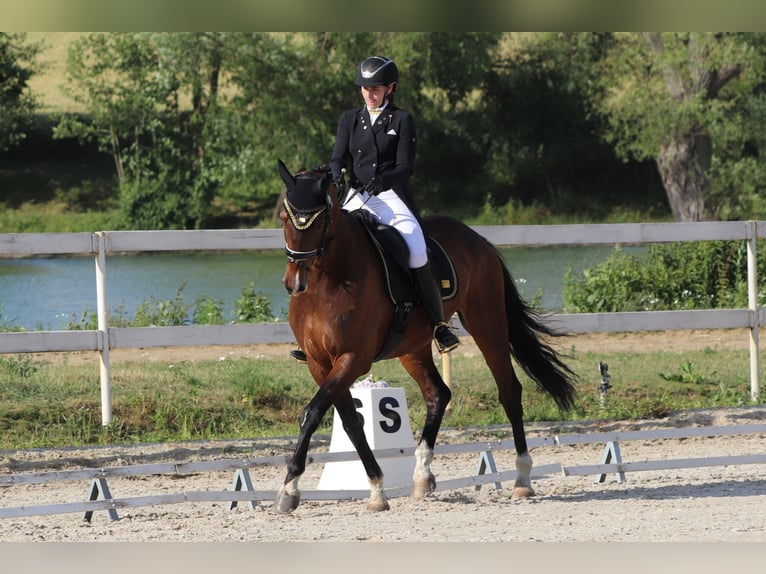 Hannoveraner Wallach 10 Jahre 170 cm Dunkelbrauner in Lomec