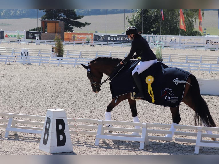 Hannoveraner Wallach 10 Jahre 170 cm Dunkelbrauner in Lomec