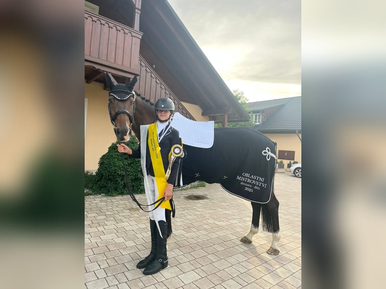 Hannoveraner Wallach 10 Jahre 170 cm Dunkelbrauner in Lomec