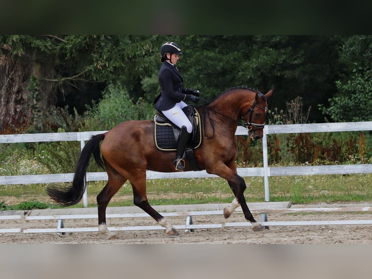 Hannoveraner Wallach 10 Jahre 170 cm Dunkelbrauner in Lomec