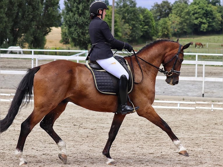 Hannoveraner Wallach 10 Jahre 170 cm Dunkelbrauner in Lomec
