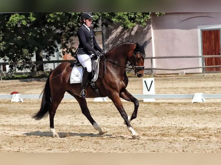 Hannoveraner Wallach 10 Jahre 170 cm Dunkelbrauner in Lomec